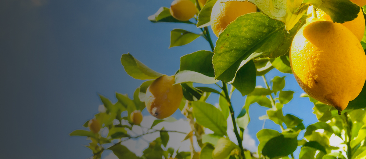 lemon-header-img - Global Pacific